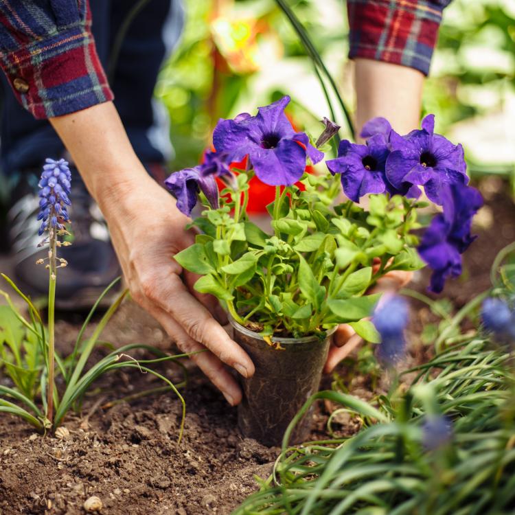  Person planting flowers